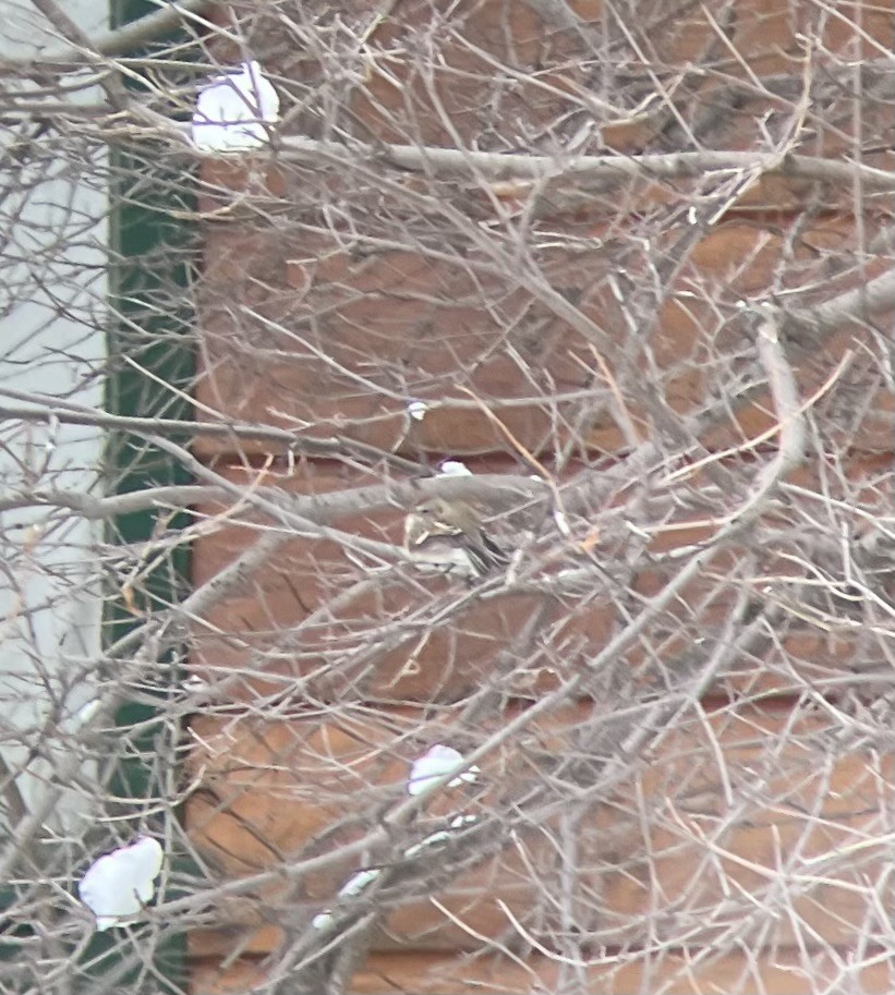 American Tree Sparrow - Annie Finch