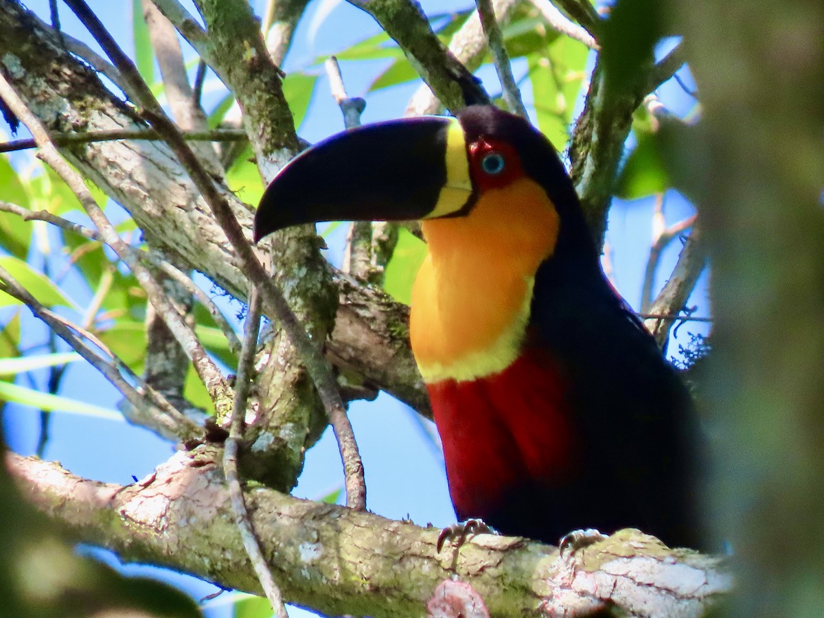 Channel-billed Toucan (Ariel) - Guilherme Serpa