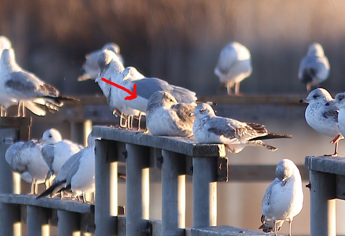 Yellow-footed Gull - ML612294469