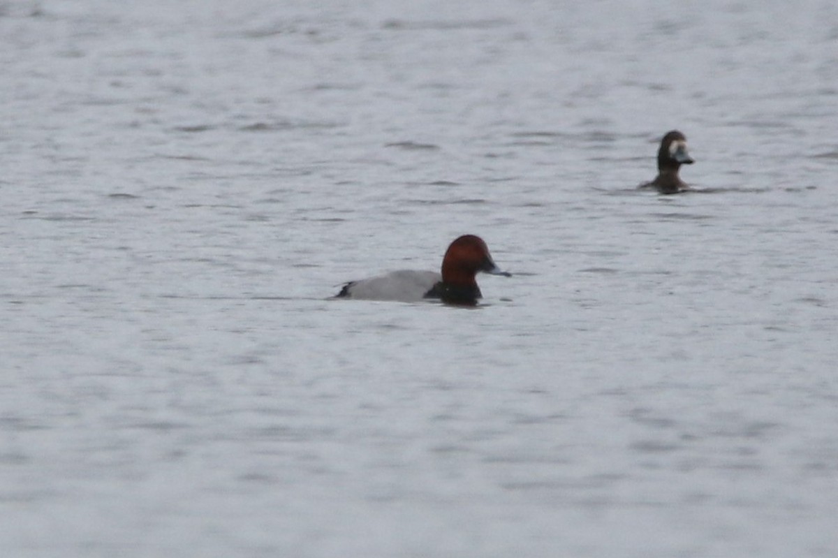 Common Pochard - ML612294505