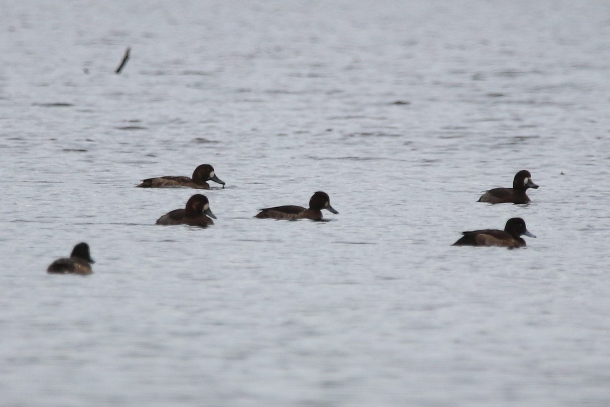 Greater Scaup - ML612294514