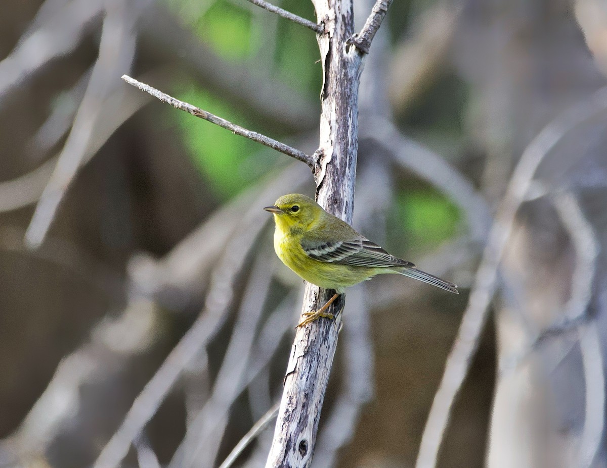 Pine Warbler - ML612294523