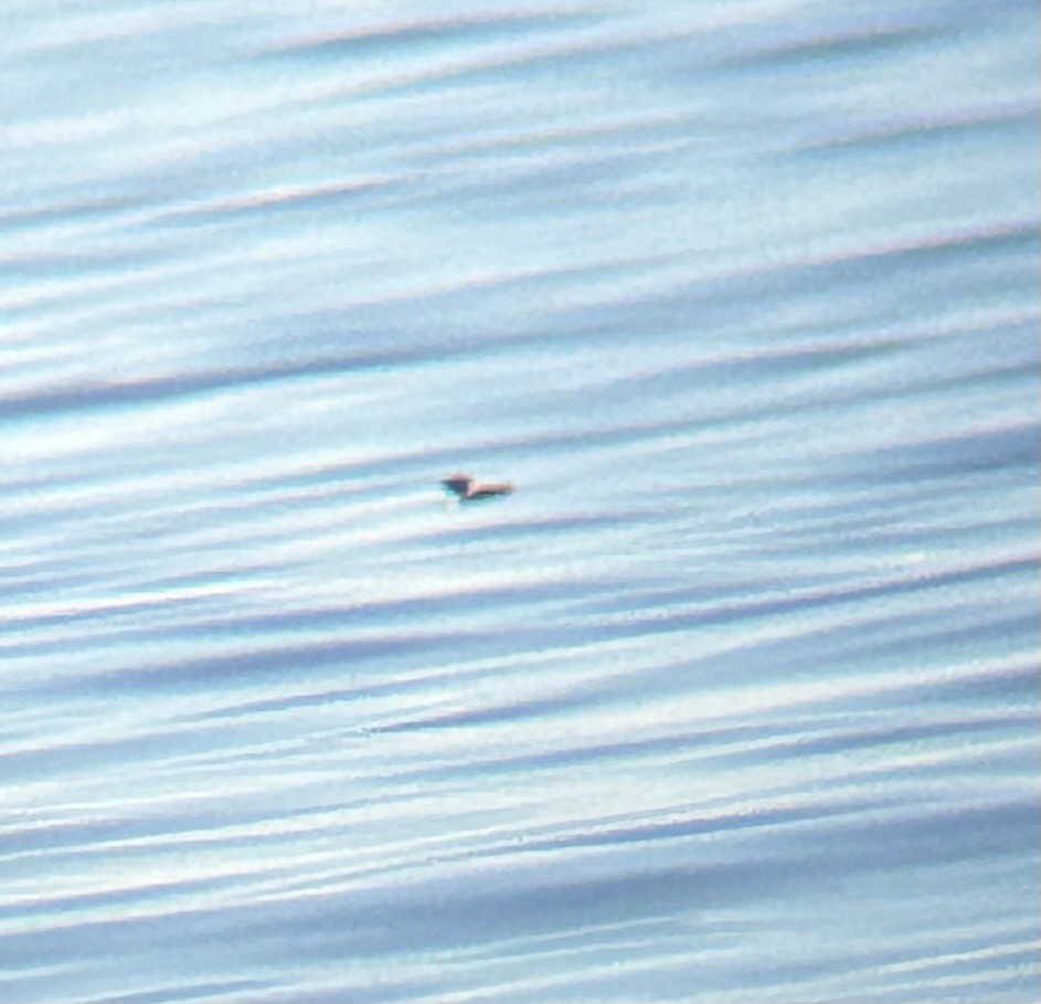 murrelet sp. - ML612294529