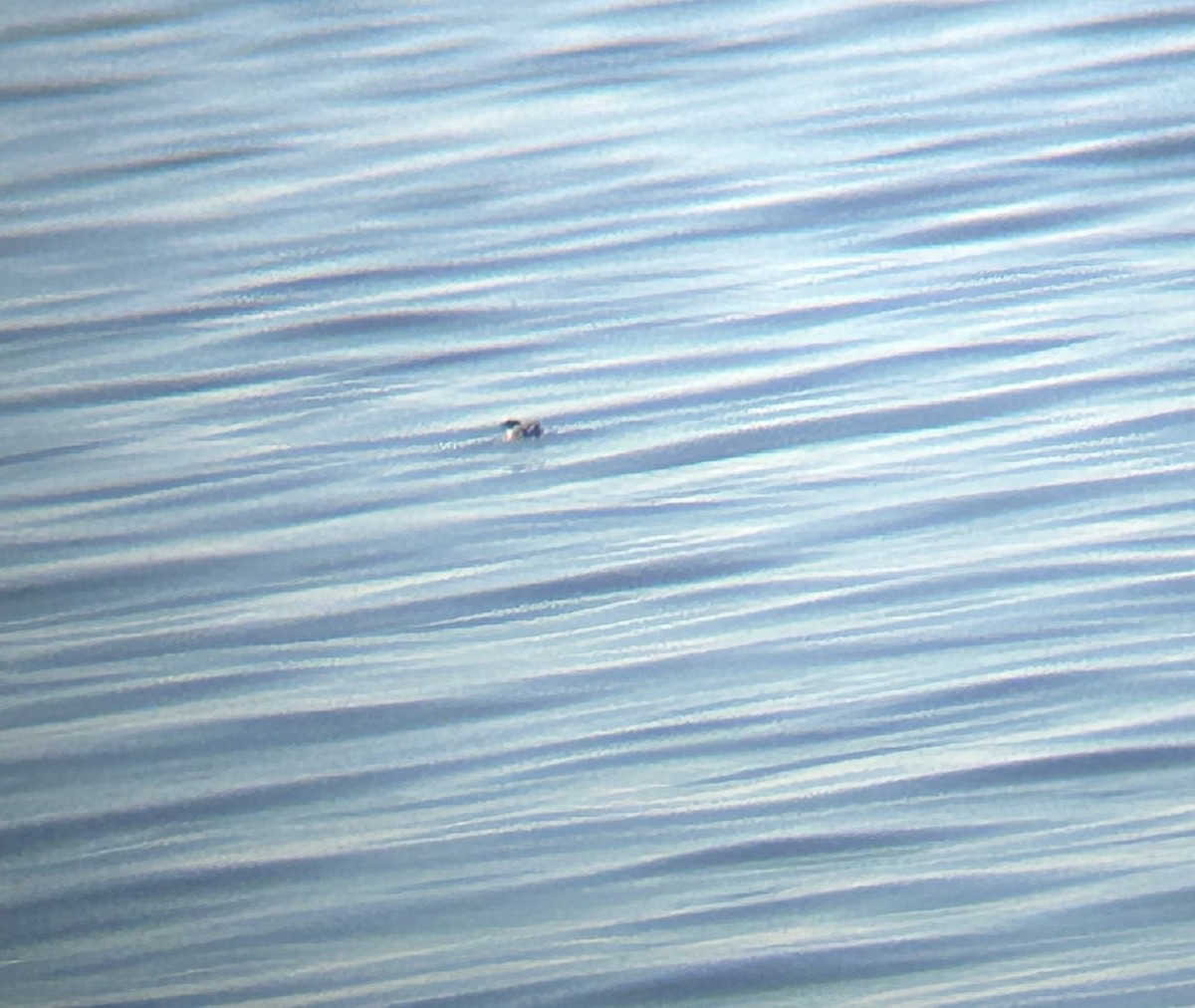 murrelet sp. - ML612294531