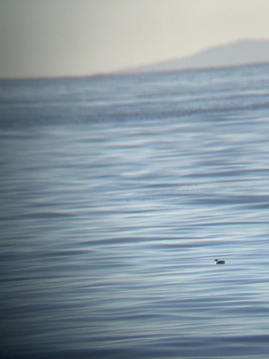 murrelet sp. - ML612294593
