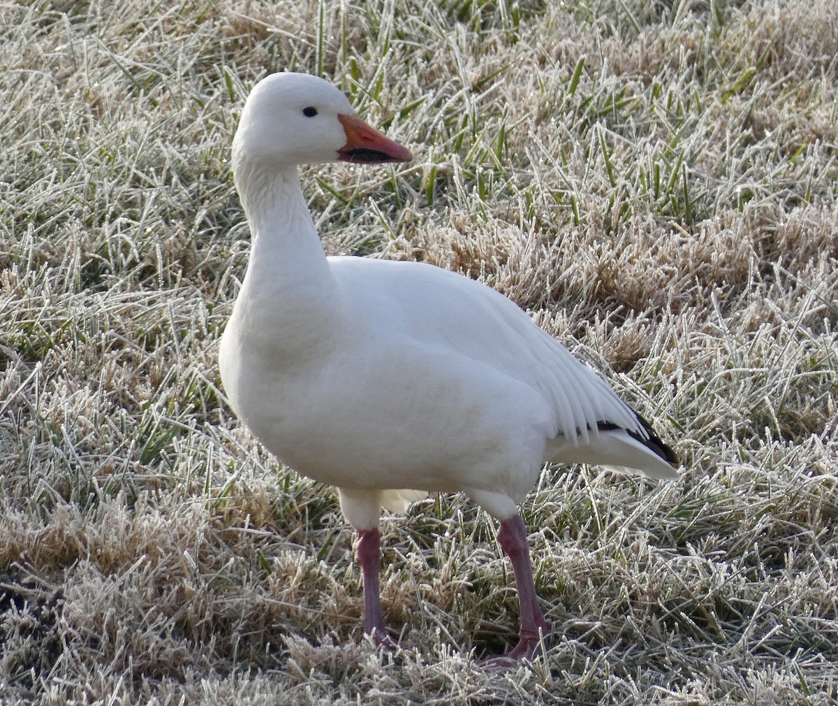 Oie des neiges - ML612294599