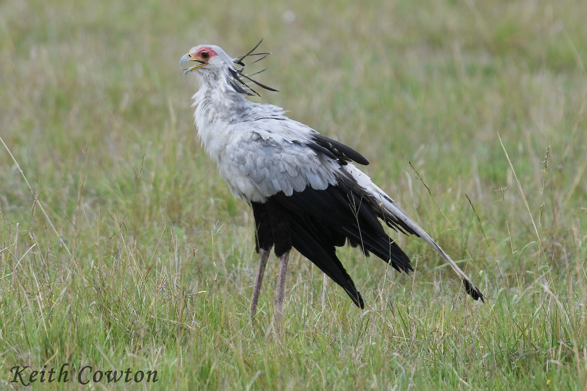 Secretarybird - ML612294605