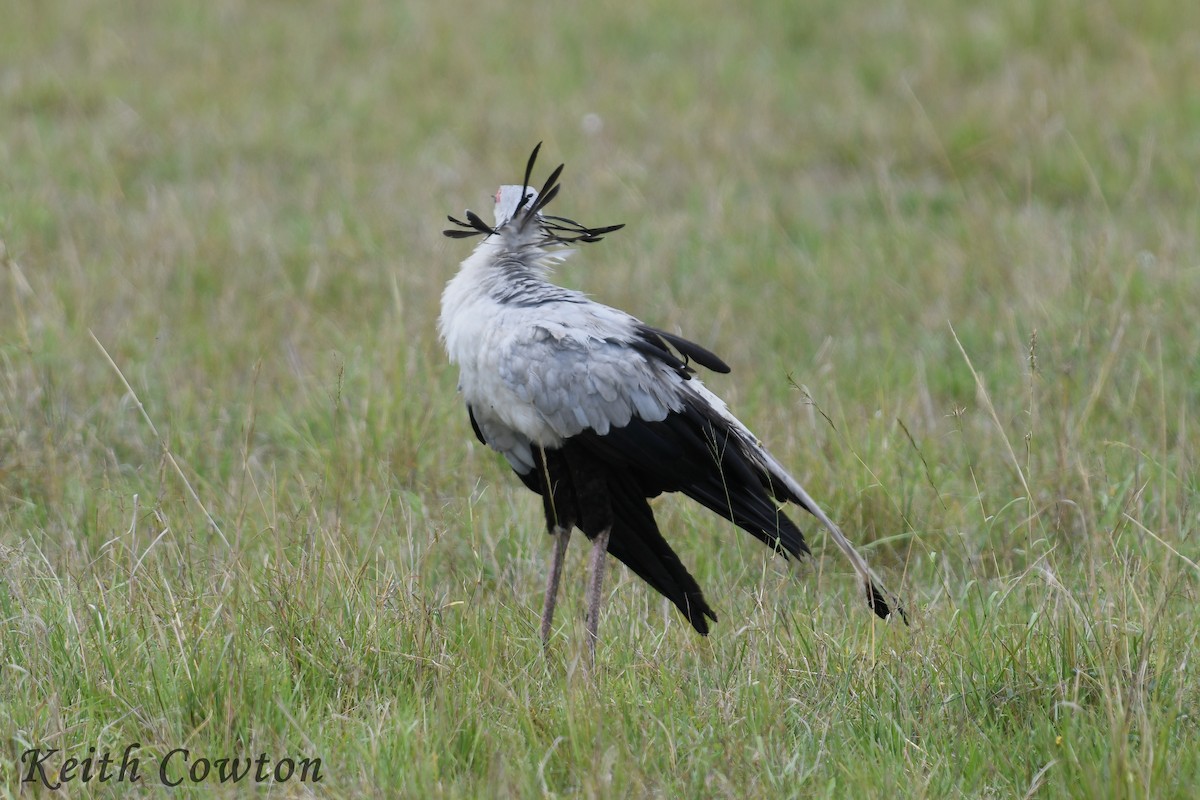 Secretarybird - ML612294606