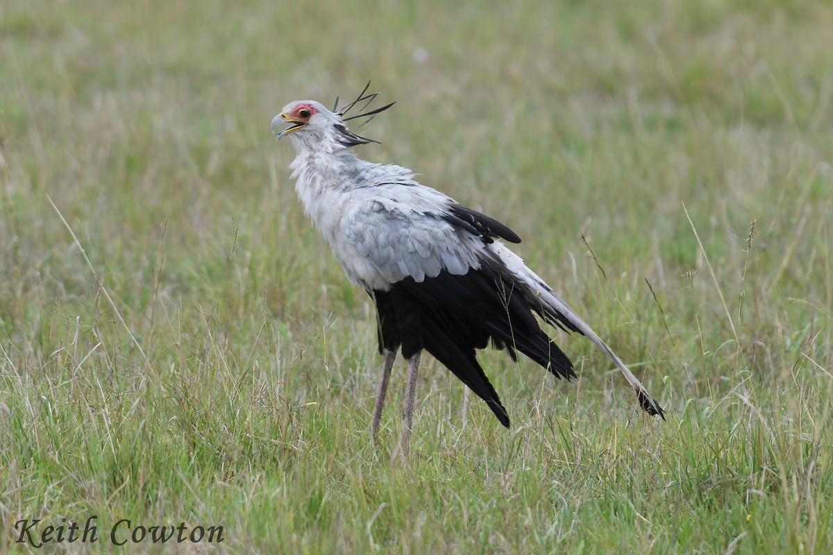 Secretarybird - ML612294607