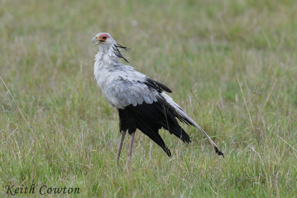 Secretarybird - ML612294608