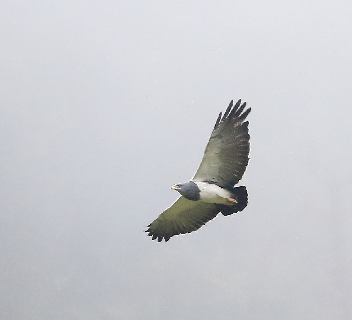 Black-chested Buzzard-Eagle - ML612294632