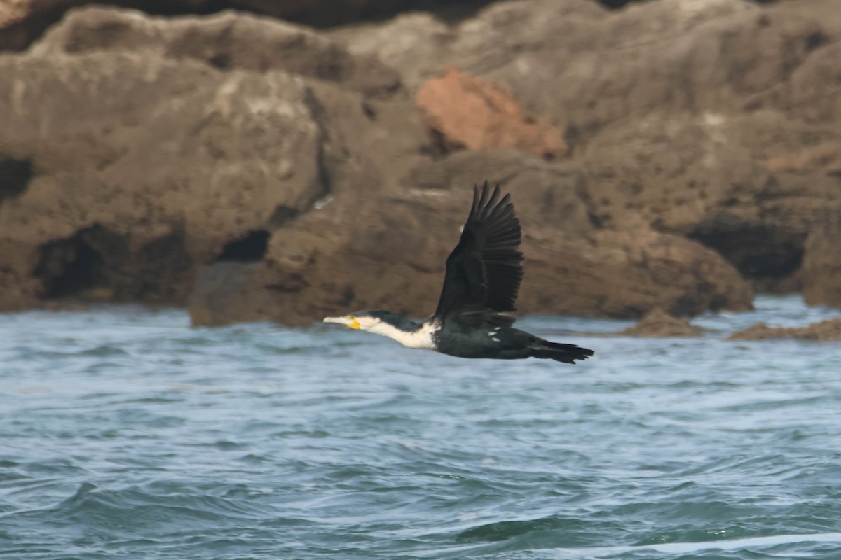 Большой баклан (maroccanus) - ML612294713