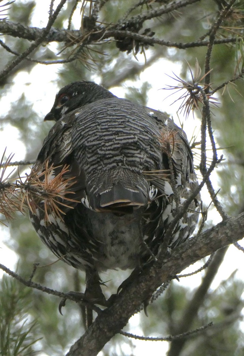 Spruce Grouse - Mike Peczynski