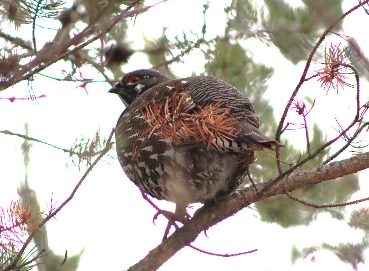 Spruce Grouse - Mike Peczynski