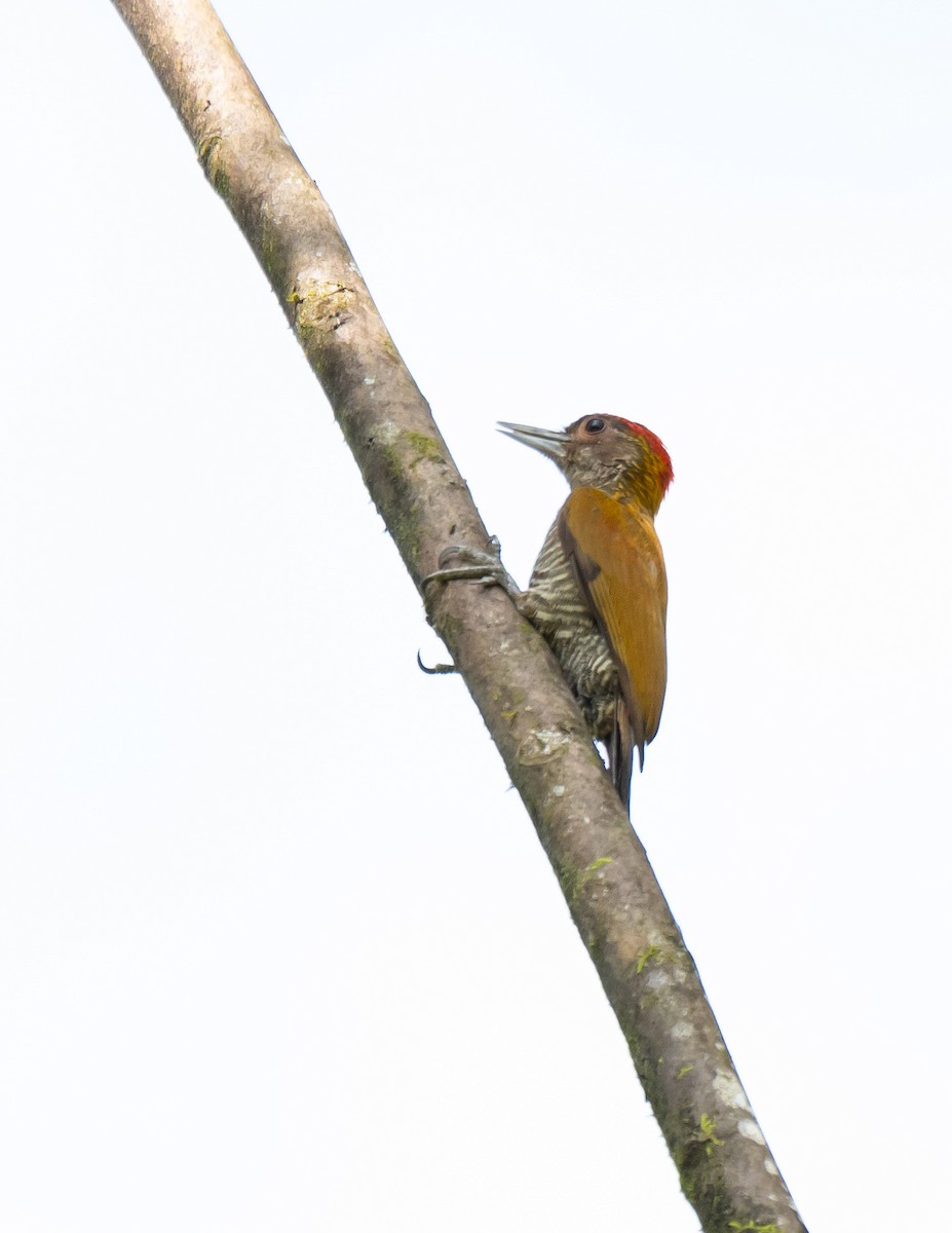 Red-rumped Woodpecker - ML612294913