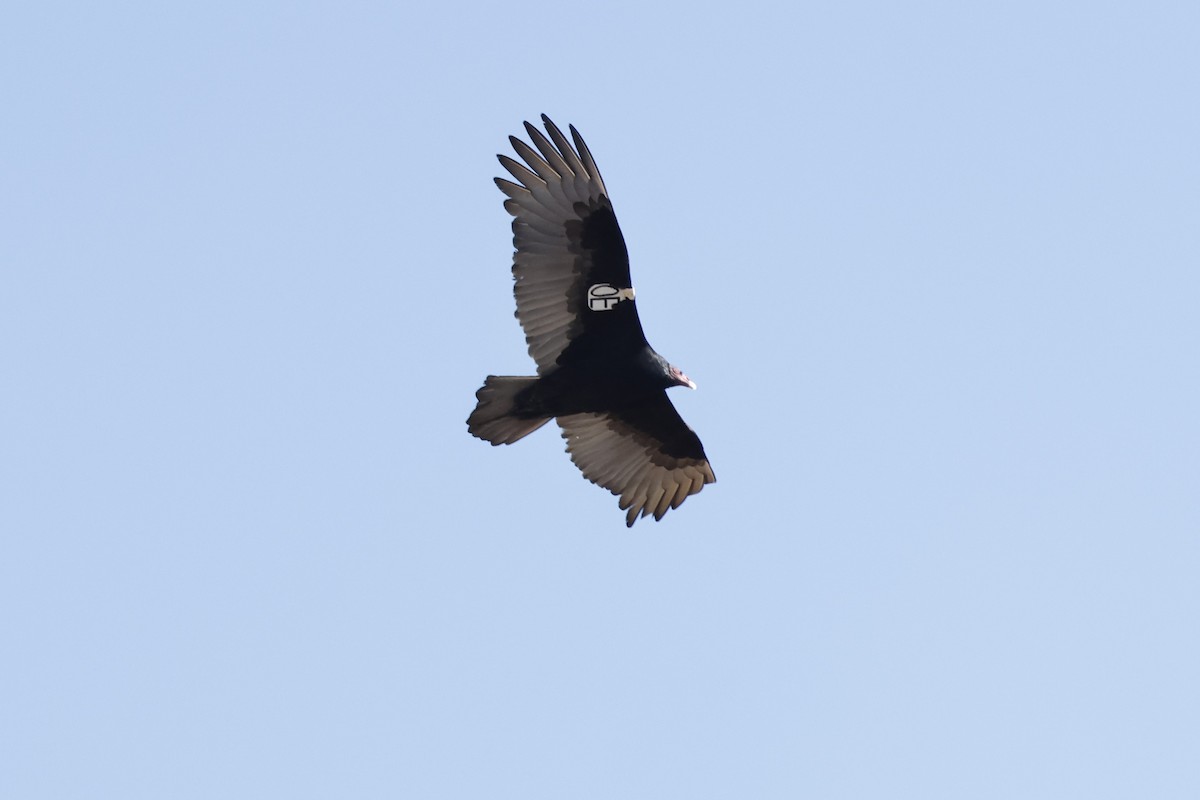 Turkey Vulture - ML612294919