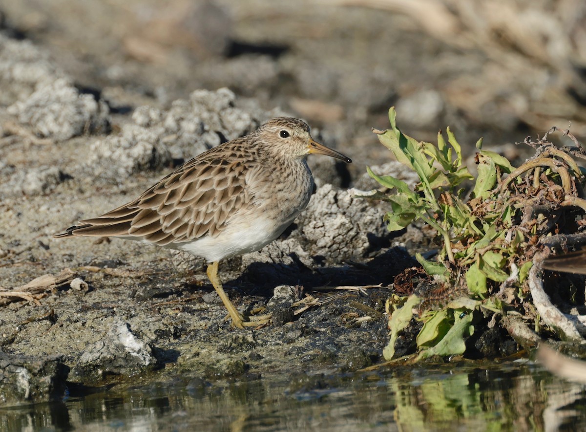 Pectoral Sandpiper - ML612294923