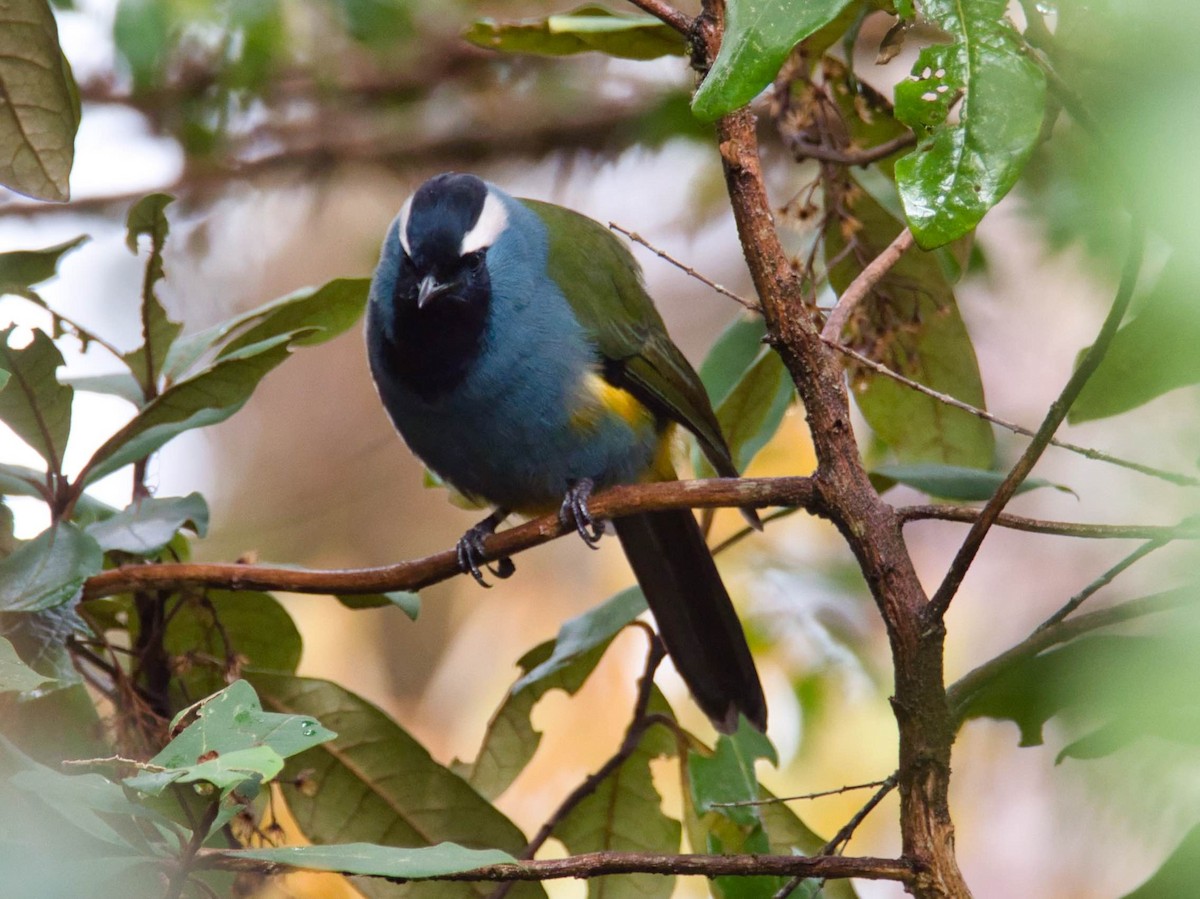 Eastern Crested Berrypecker - ML612294949