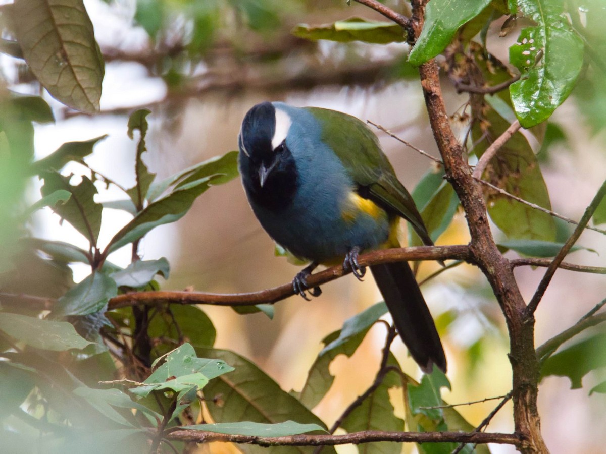 Eastern Crested Berrypecker - ML612294950