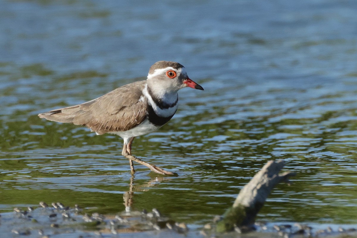 Three-banded Plover - ML612294956