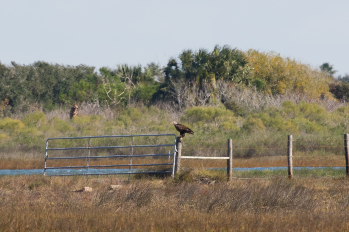 Bald Eagle - ML612294996