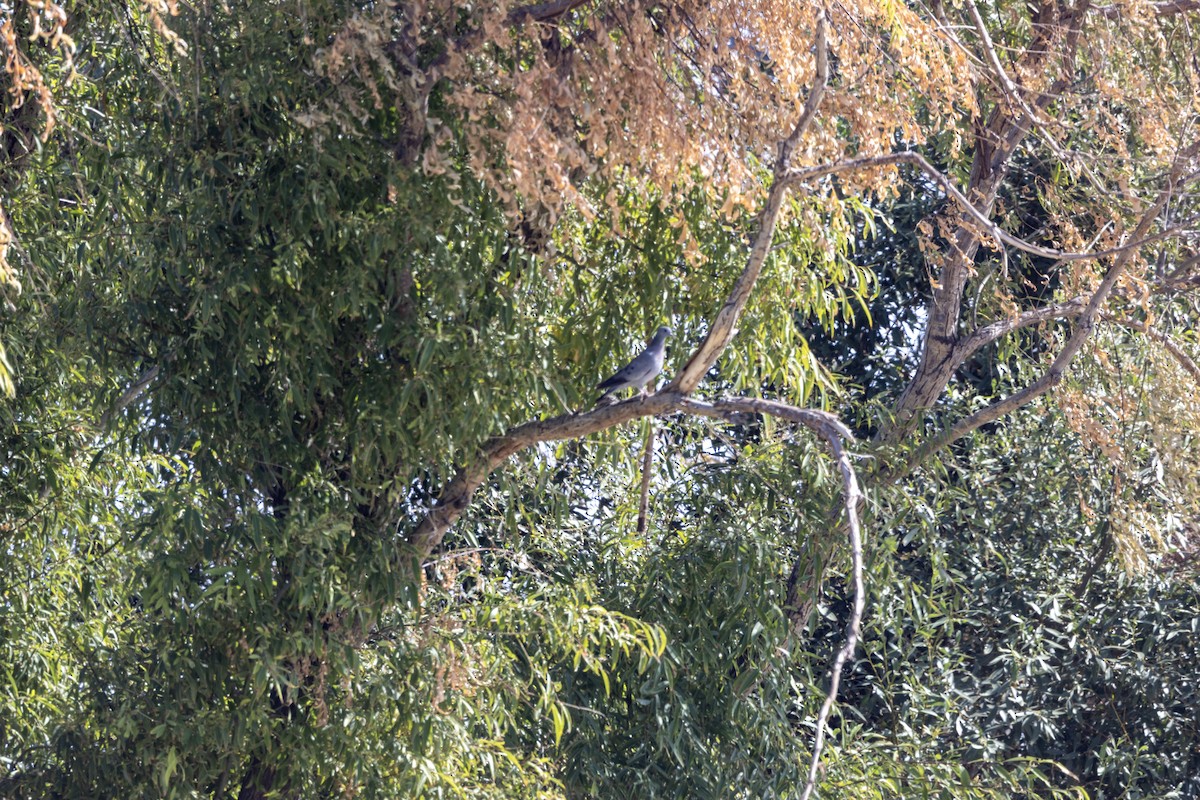 Colombella - ML612294998