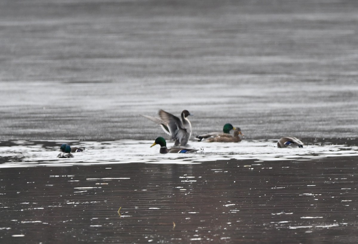 Northern Pintail - ML612295035