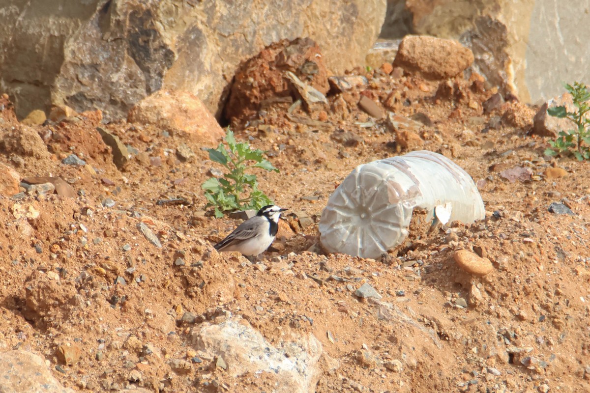 White Wagtail (Moroccan) - Alejandro Sanz