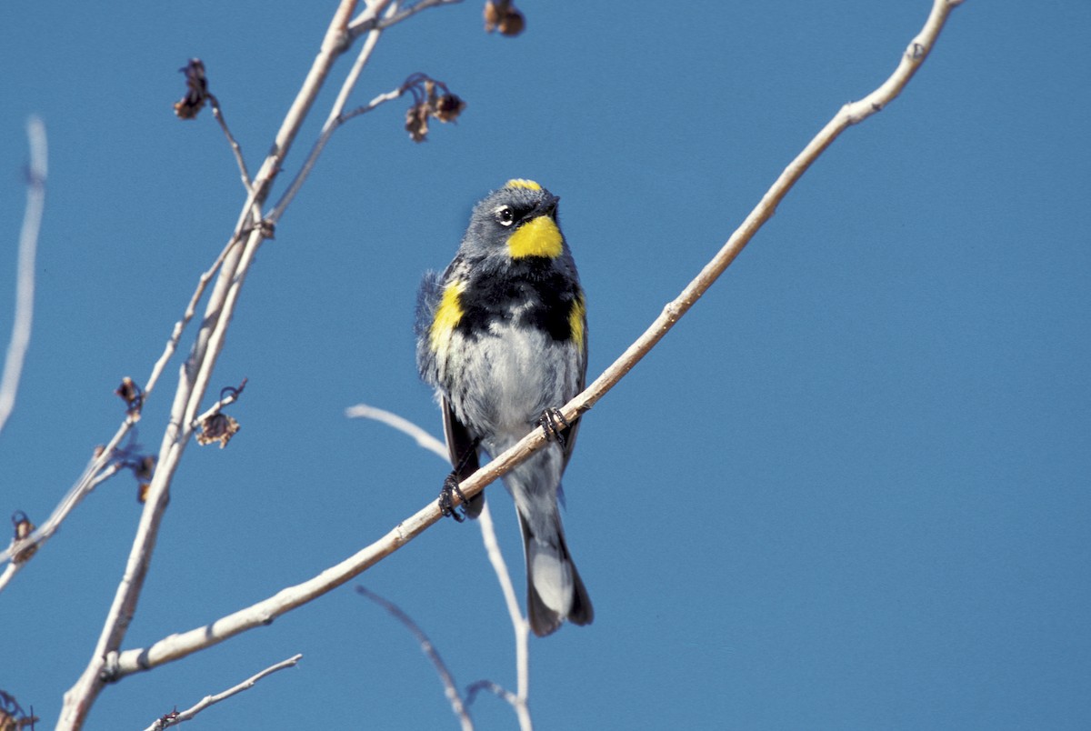Yellow-rumped Warbler - ML612295050