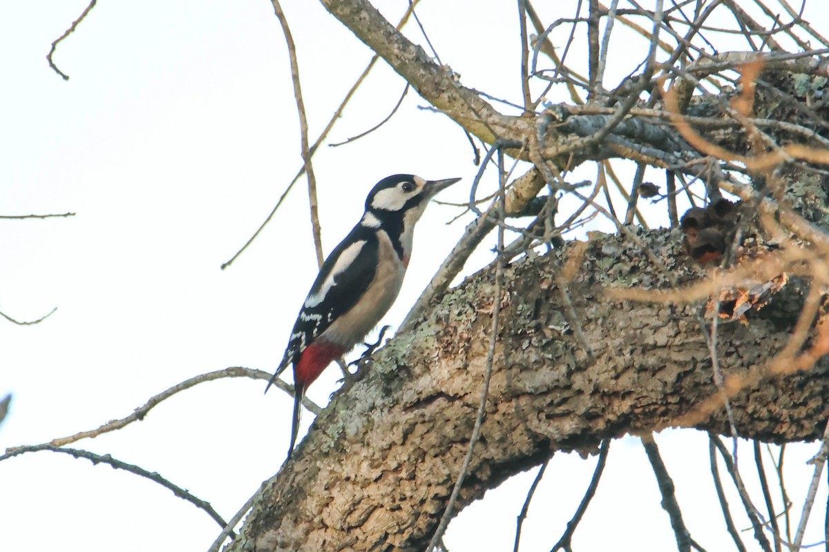 Great Spotted Woodpecker (Atlas) - Alejandro Sanz