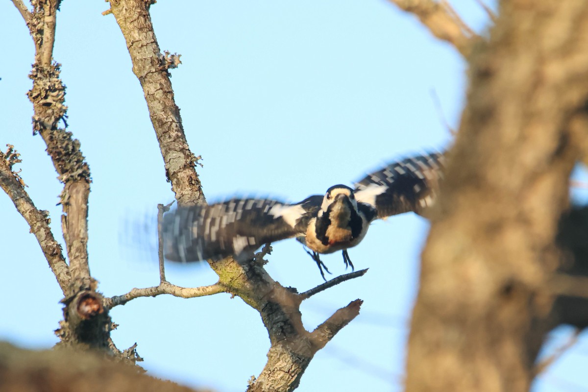 Great Spotted Woodpecker (Atlas) - Alejandro Sanz