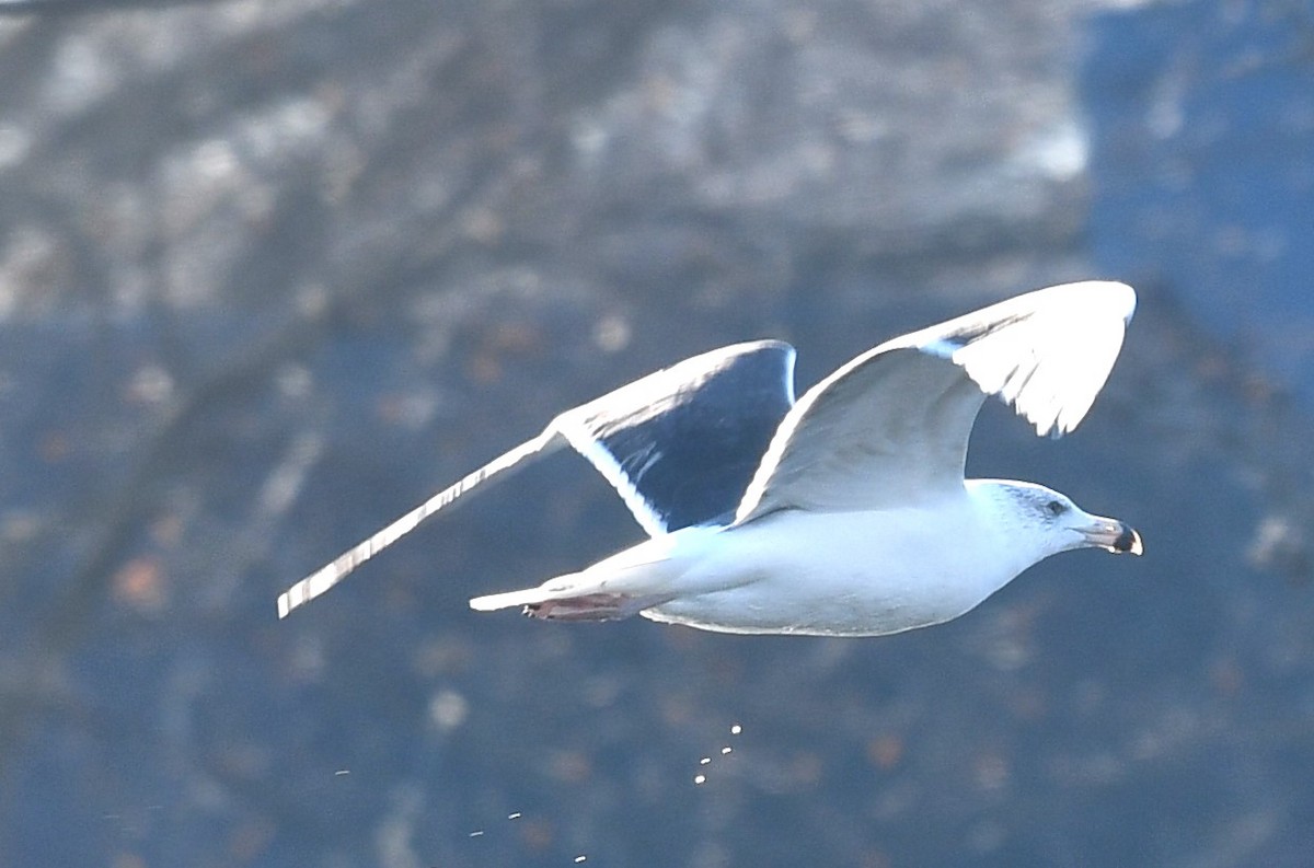 Great Black-backed Gull - ML612295145