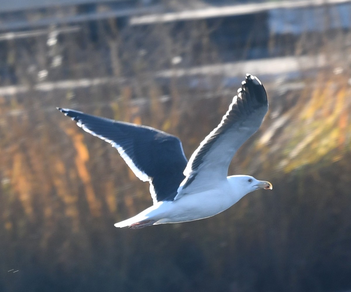 Great Black-backed Gull - ML612295146