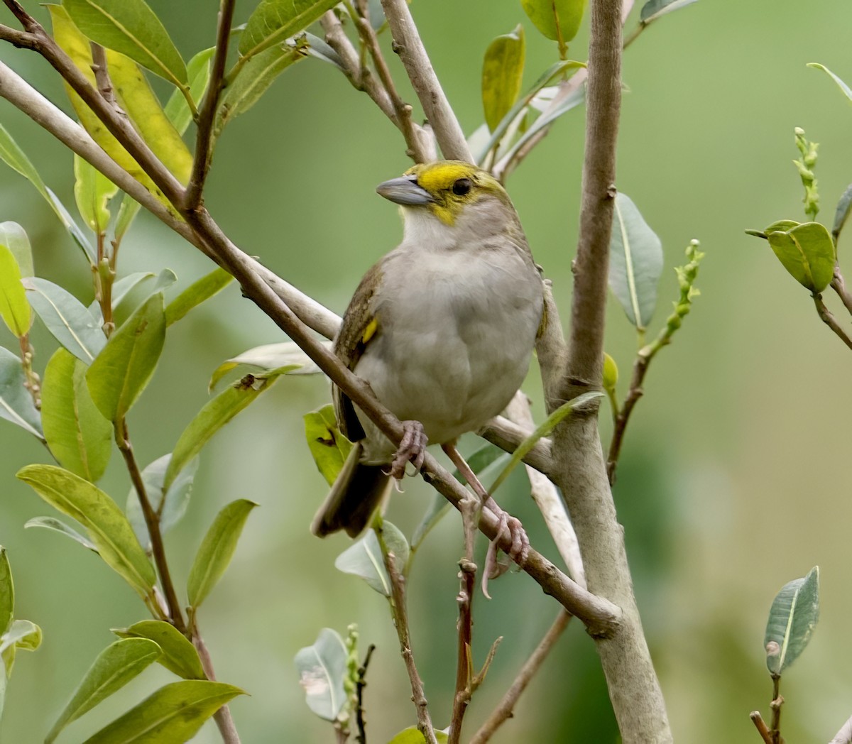 Yellow-browed Sparrow - ML612295193