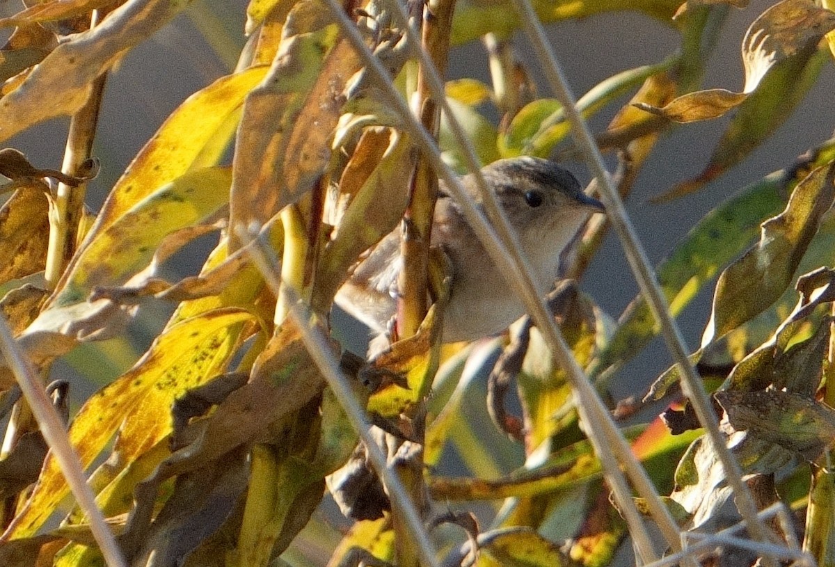 Sedge Wren - ML612295285