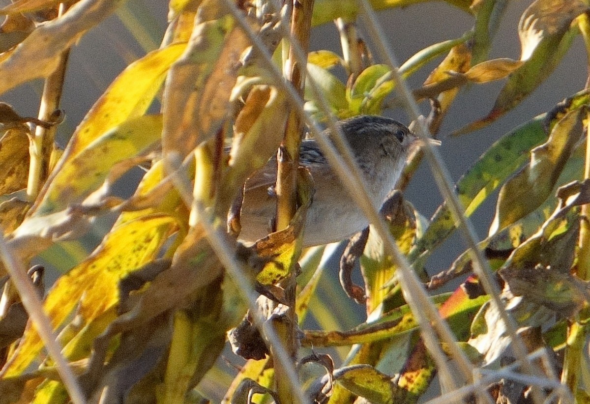Sedge Wren - ML612295286