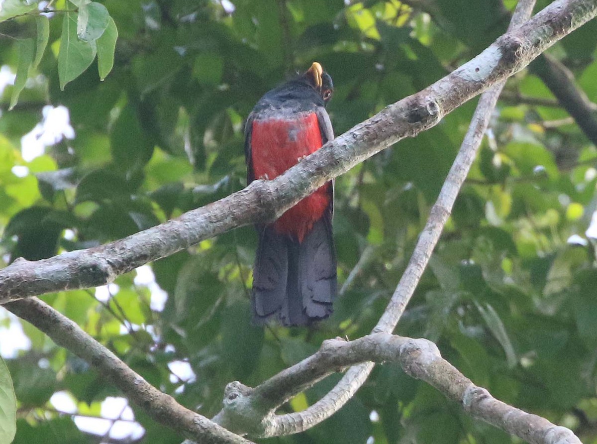 Black-tailed Trogon - ML612295491