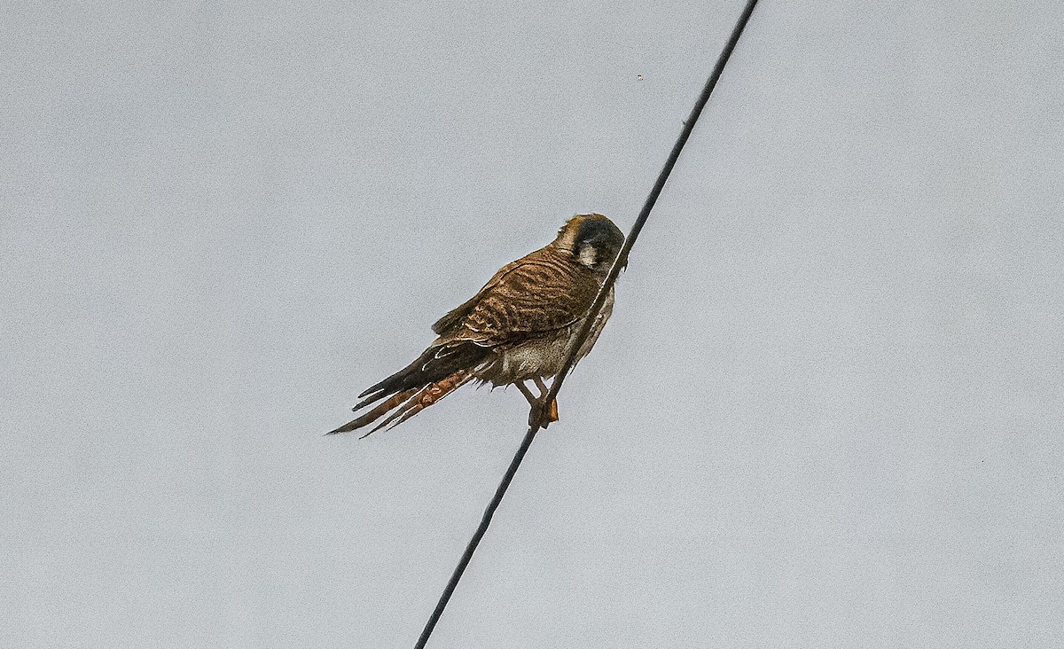 American Kestrel - ML612295505