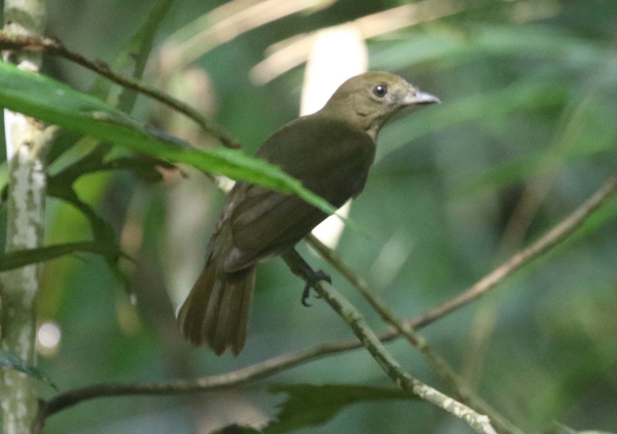 Brown-winged Schiffornis - ML612295507