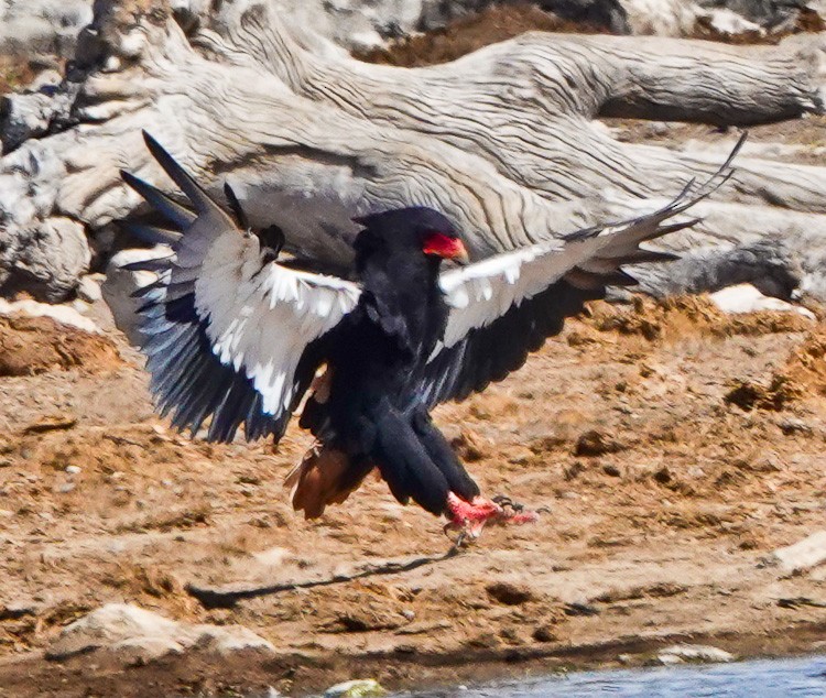 Bateleur - ML612295510