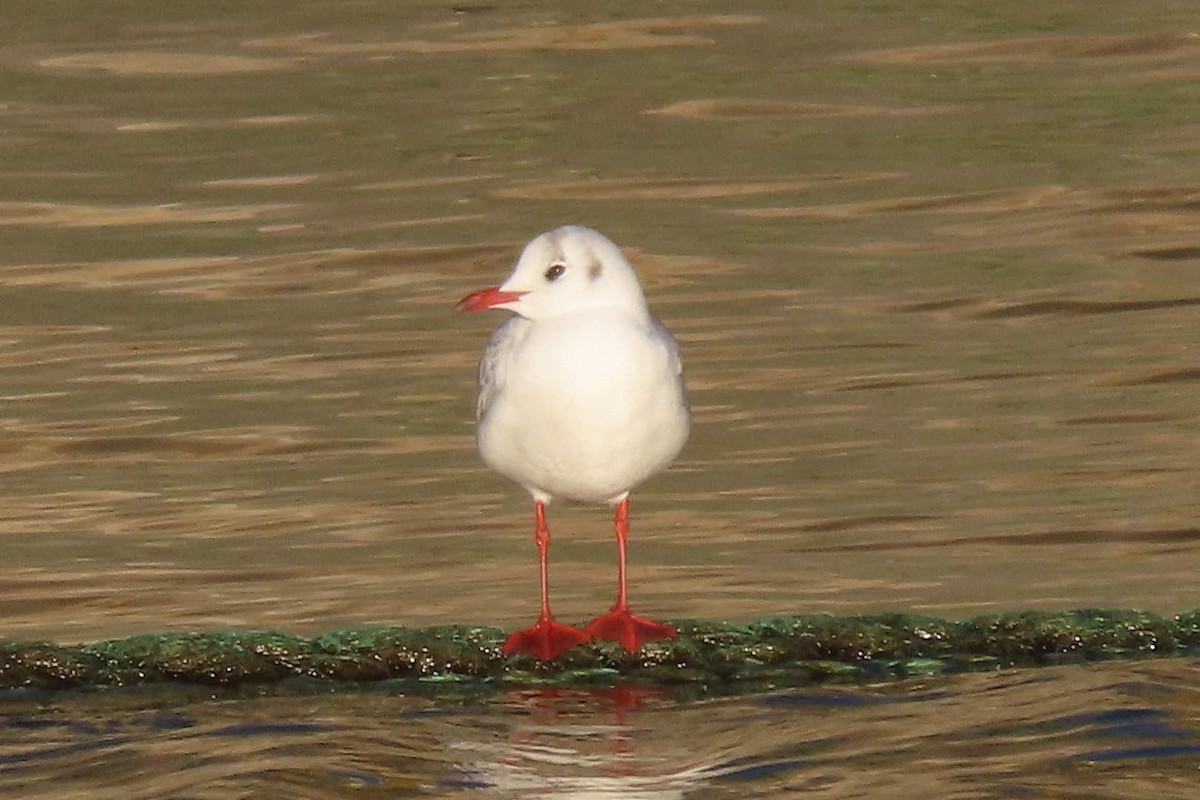 Black-headed Gull - ML612295691