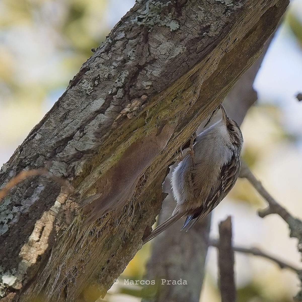 Short-toed Treecreeper - ML612295719