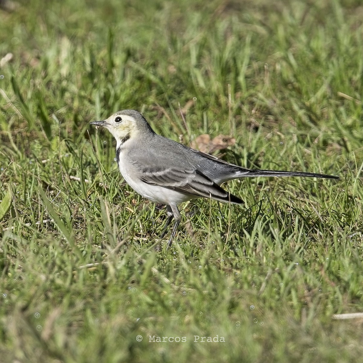 White Wagtail (White-faced) - Marcos Prada Arias