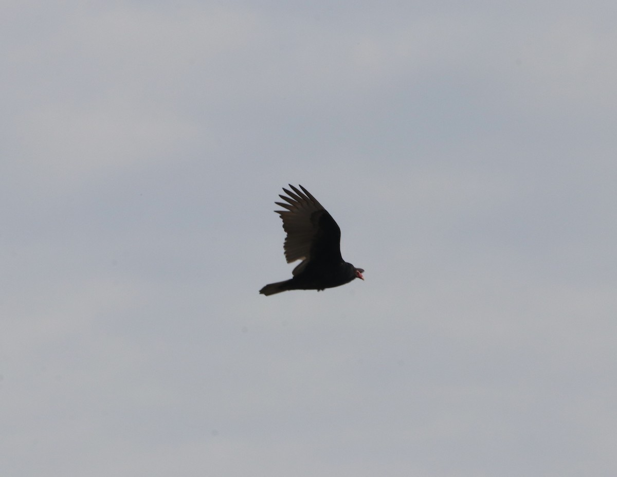 Turkey Vulture - ML612295735