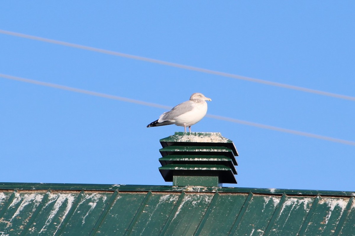 Herring Gull - Alain Boisclair