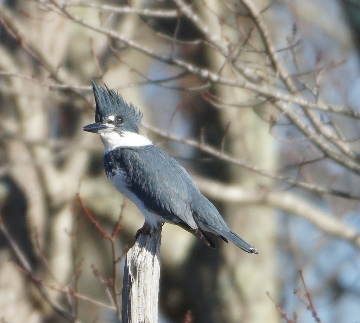 Belted Kingfisher - Melody Ragle