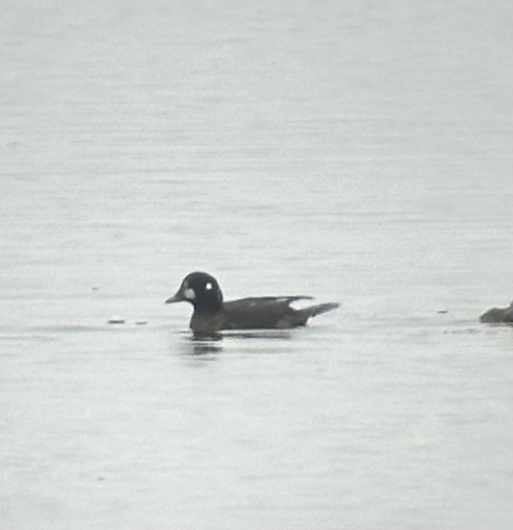 Harlequin Duck - David Shealer