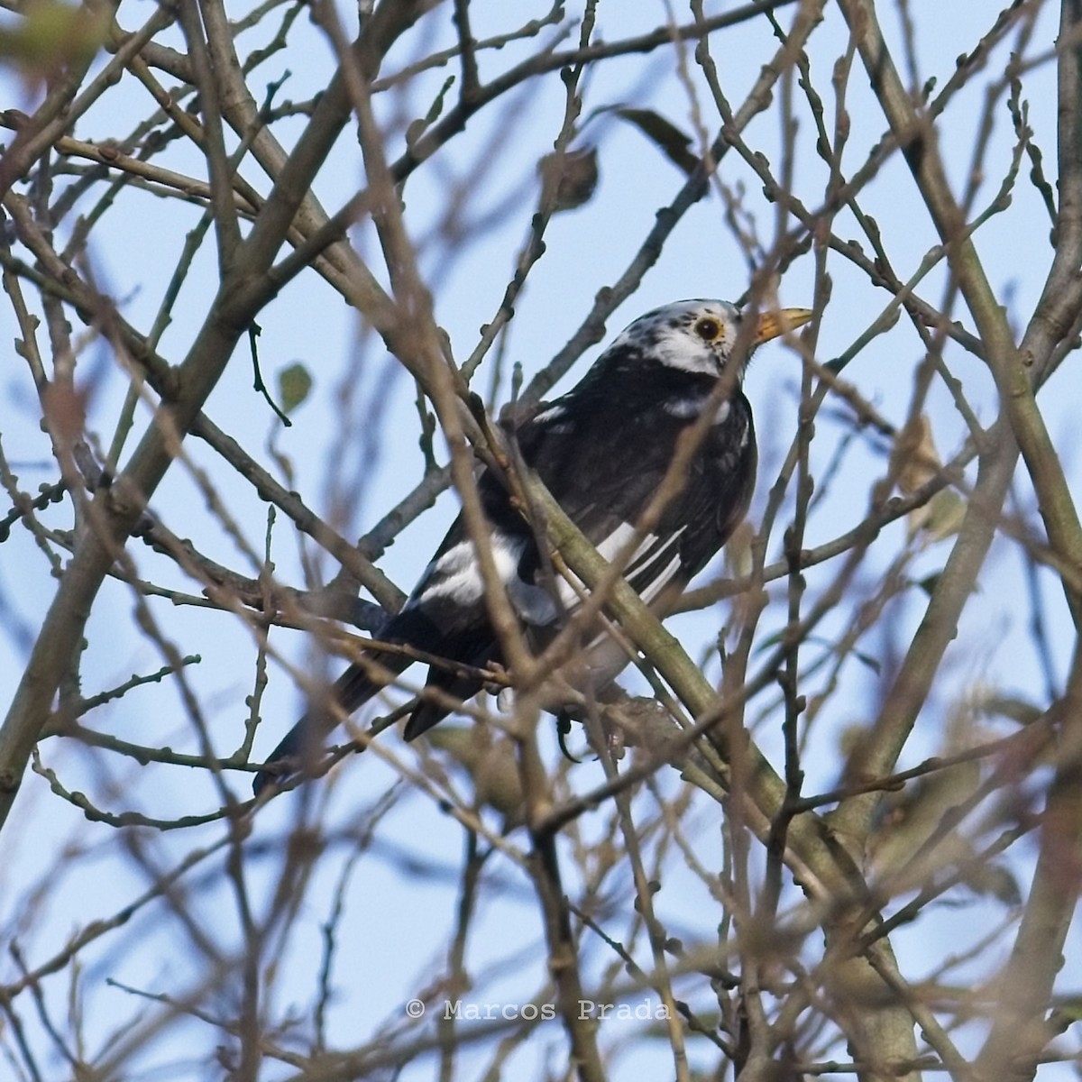 Amsel - ML612295817