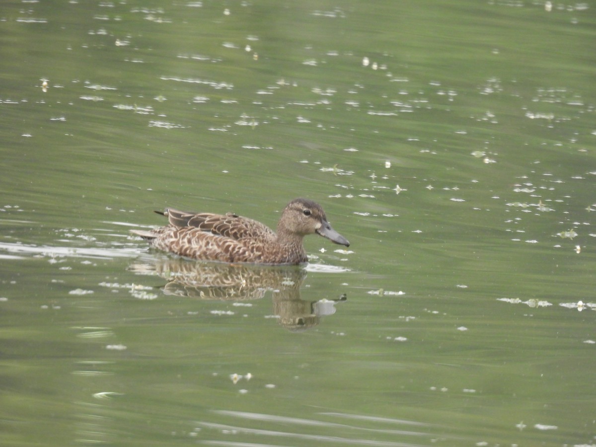 Blue-winged Teal - ML612295818