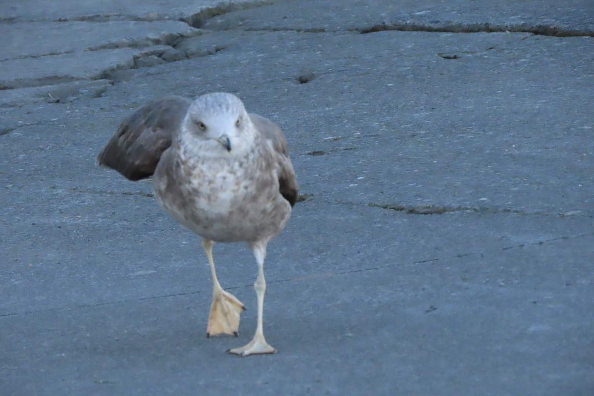 Lesser Black-backed Gull - ML612295829